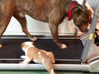 bebe pitbull se cae de la cinta de correr video