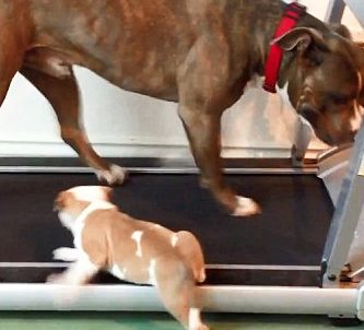 bebe pitbull se cae de la cinta de correr video