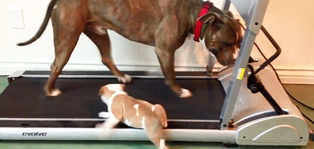 bebe pitbull se cae de la cinta de correr video