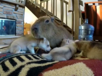 video capibara y cachorros husky