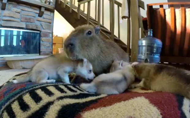 video capibara y cachorros husky