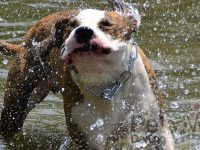 video perros en piscina