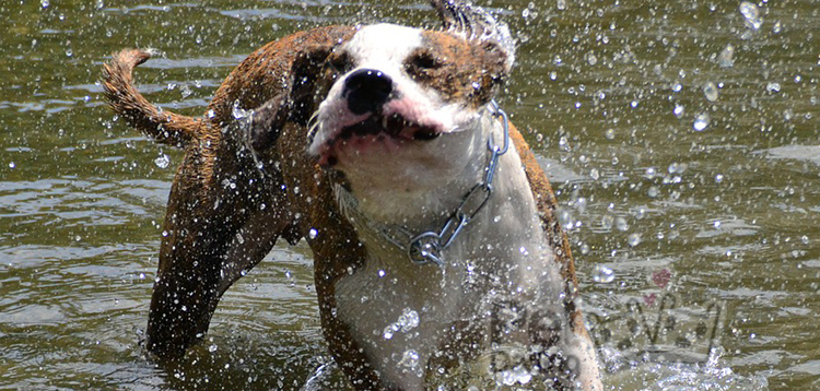 video perros en piscina