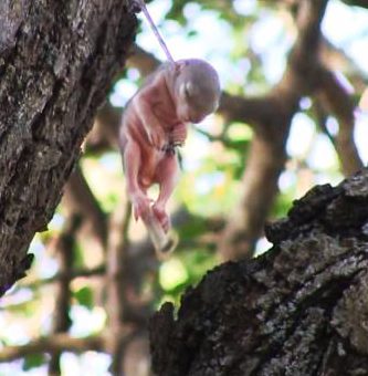 bebe ardilla rescatada arbol pincho clavado