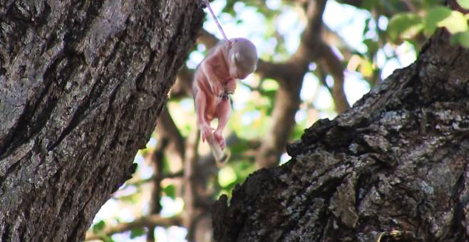 bebe ardilla rescatada arbol pincho clavado