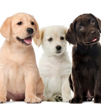 perro labrador retriever