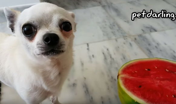 chihuahua sandia