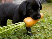 verduras para perros