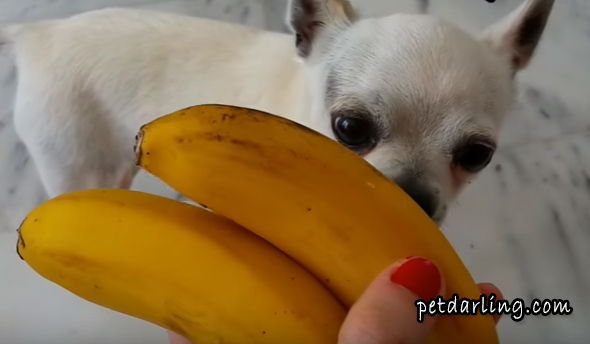 platano para perros