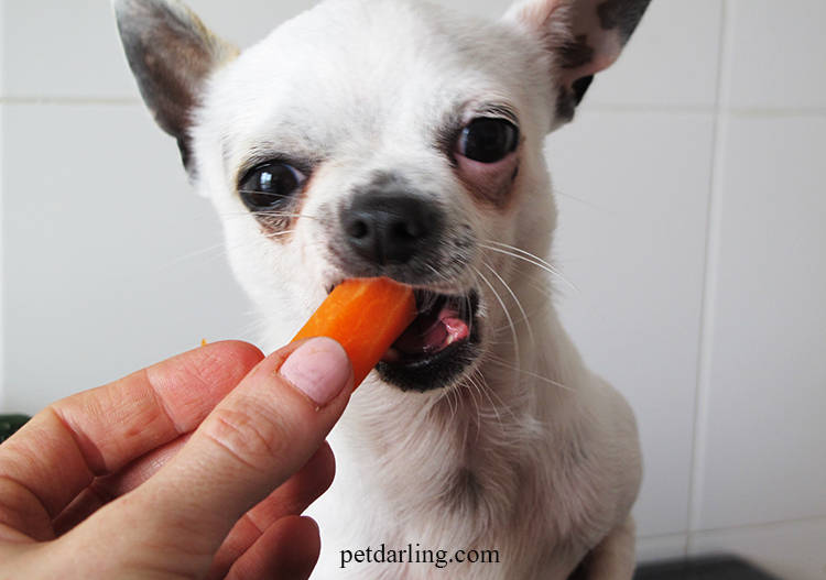 frutas verduras buenas para perros