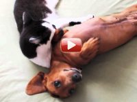 gato relaja a perro salchicha video