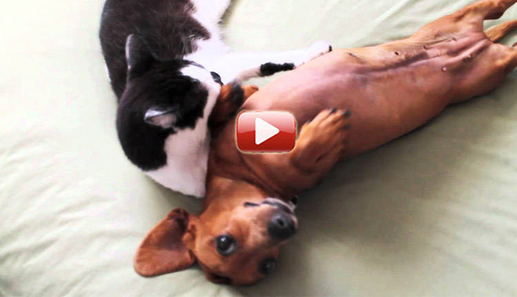gato relaja a perro salchicha video