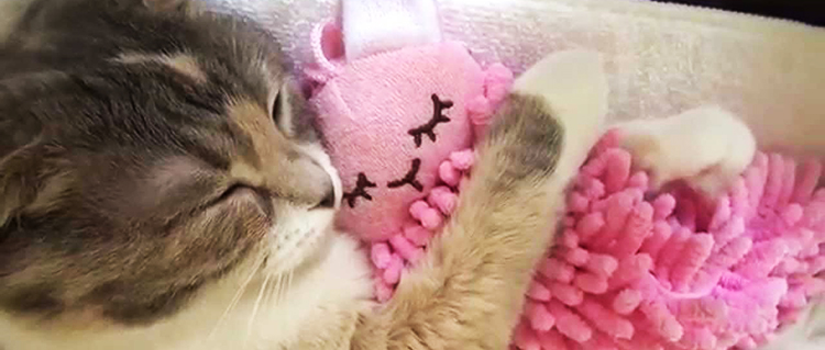 gato duerme con muñeca video