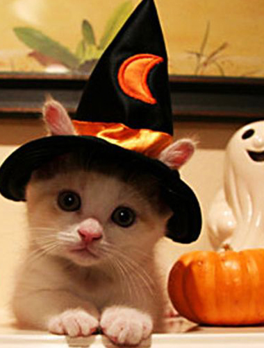 Cuidados-para-gatos-halloween