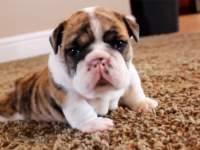 video perritos aprenden primera vez cachorros