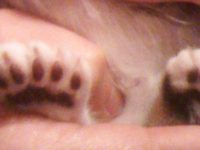 gato seis dedos pata atras