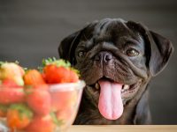 frutas para perros