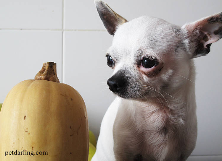 verduras para perros