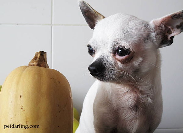 verduras que pueden comer los perros