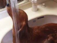 video dachshund se ducha en lavabo