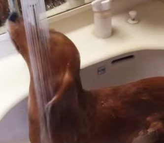 video dachshund se ducha en lavabo