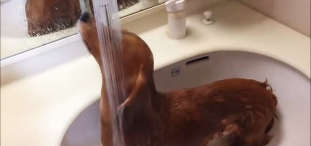 video dachshund se ducha en lavabo