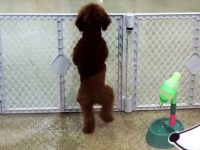 video viral perro emocionado salta ve su dueño