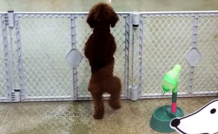 video viral perro emocionado salta ve su dueño