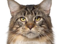 Maine Coon