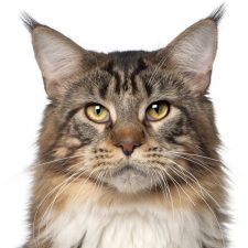 Maine Coon