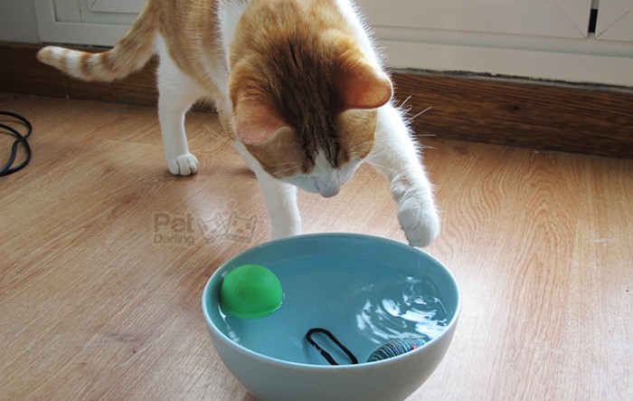 porque mi gato mete juguetes cosas en agua