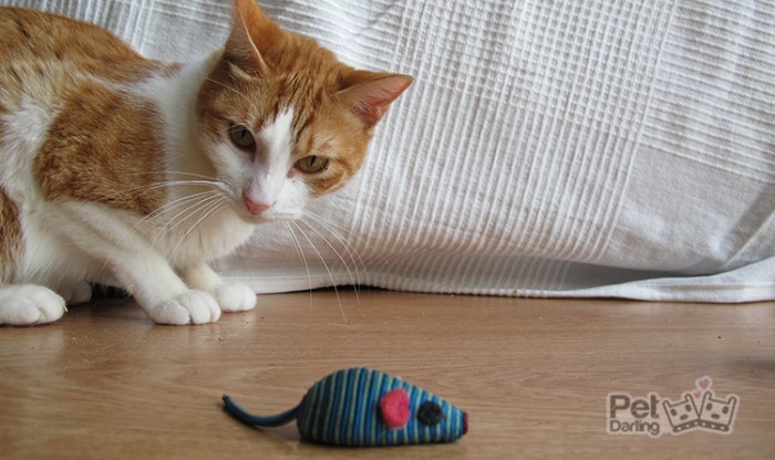 porque mi gato sumerge juguetes en agua