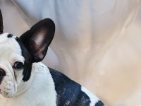 pasta de dientes para perros