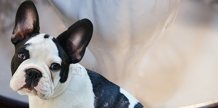 pasta de dientes para perros