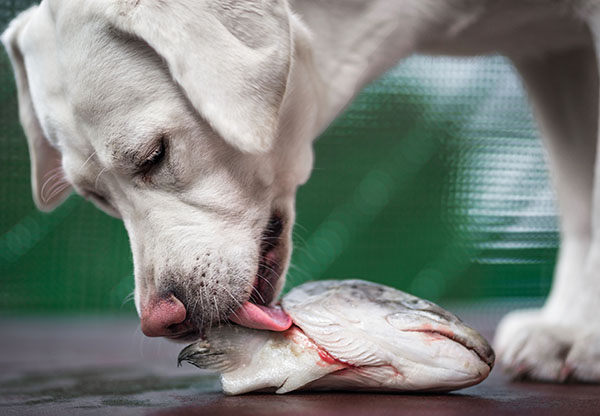 los perros pueden comer pescado