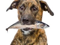 los perros pueden comer pescado