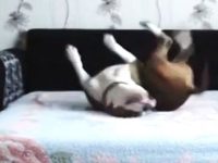 video perro cuando dueño se va de casa