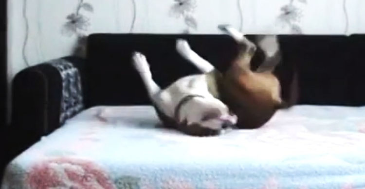 video perro cuando dueño se va de casa