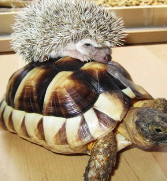 video animales montan en tortuga