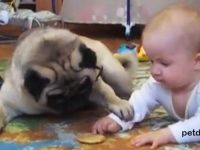 video-bebe-perro-carlino-galleta