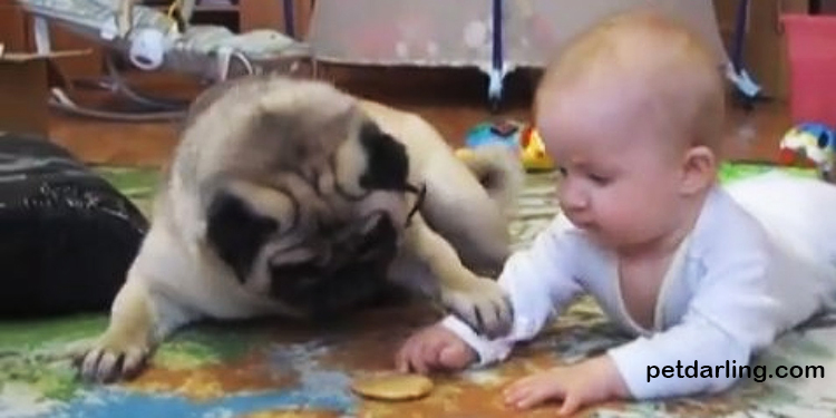 video-bebe-perro-carlino-galleta