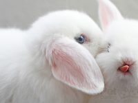 videos-de-conejitos