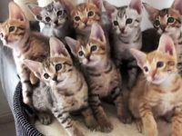 video de gatitos hipnotizados mueven la cabeza