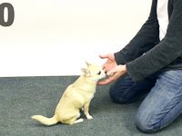 perros magia , trucos mago