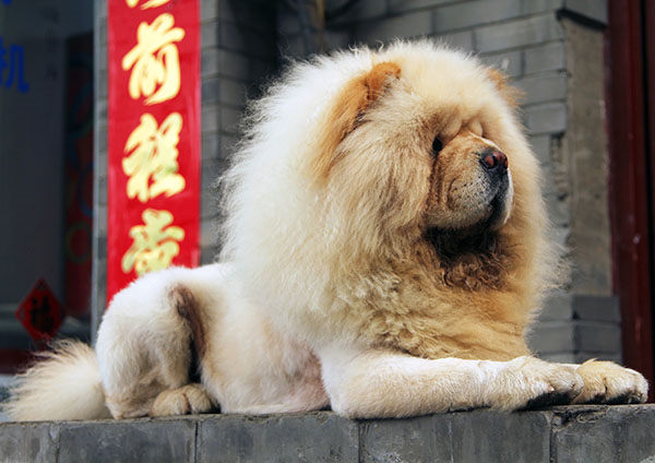 Chow chow perro león