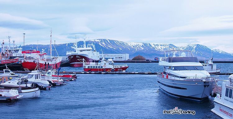 hechos curiosos sobre perros que desconocías