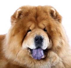 Chow chow
