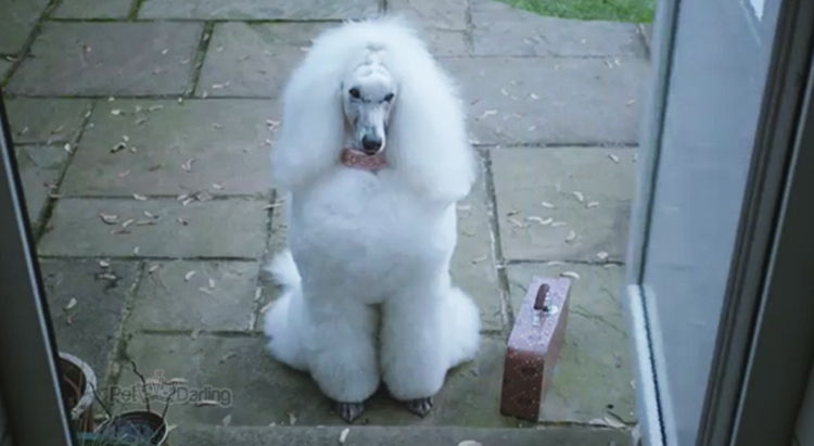 anuncio de television de perros