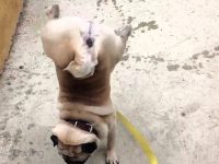 perro carlino mea hace el pino