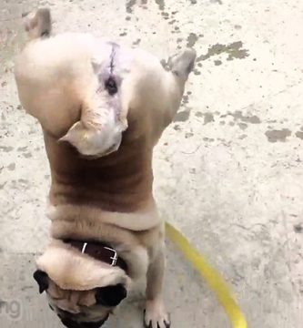 perro carlino mea hace el pino